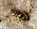 Batrisodes striatus