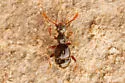 Batrisodes striatus - photo 3