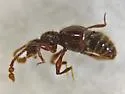 Batrisodes striatus - photo 5