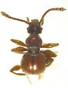 Batrisodes temporalis - Batrisodes temporalis