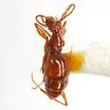 Coffin Cave Mold Beetle