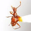 Coffin Cave Mold Beetle - photo 2