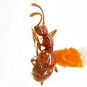 Helotes Mold Beetle