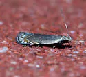 Battaristis concinnusella - Hodges#2225