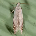 Battaristis nigratomella - Hodges#2227