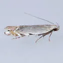 Battaristis nigratomella - Hodges#2227 - photo 2