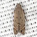 Battaristis nigratomella - Hodges#2227 - photo 4