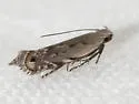 Battaristis nigratomella - Hodges#2227 - photo 5
