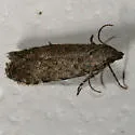 Battaristis pasadenae - Hodges#2228 - Battaristis pasadenae