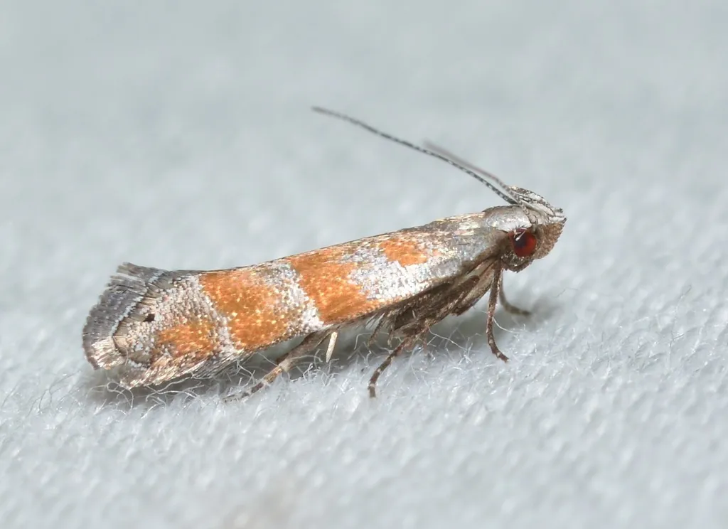 Orange Stripe-backed Moth - photo 2