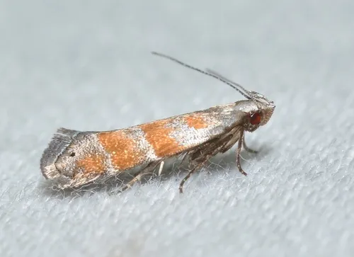 Orange Stripe-backed Moth - photo 4