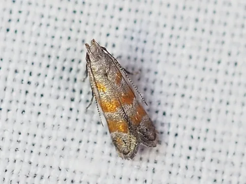 Orange Stripe-backed Moth - photo 5