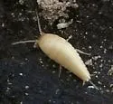 Battigrassiella wheeleri