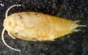 Battigrassiella wheeleri - photo 2