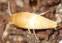 Battigrassiella wheeleri - photo 3