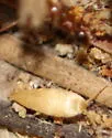 Battigrassiella wheeleri - photo 4