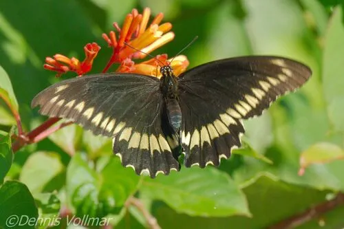 Polydamas Swallowtail - Hodges#4158