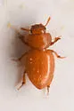 Batuliodes obesus - photo 3