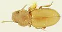 Batuliodes rotundicollis
