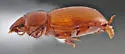 Batuliodes rotundicollis - photo 5