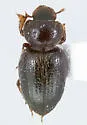 Batuliomorpha comata
