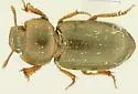 Batulius setosus