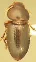 Batulius setosus - photo 2
