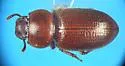 Batulius setosus - photo 3