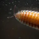 Bdellozonium cerviculatum - photo 2