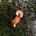 Bdellozonium cerviculatum - photo 4