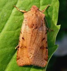 Beaded Chestnut - Agrochola lychnidis