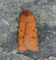 Beaded Chestnut - photo 2