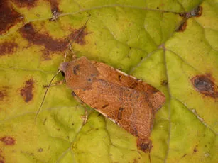 Beaded Chestnut - photo 4