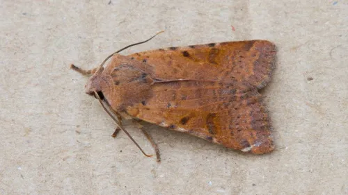 Beaded Chestnut - photo 5