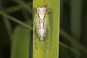 Beameria venosa - photo 2