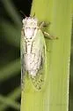 Beameria venosa - photo 3