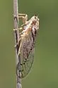 Beameria wheeleri