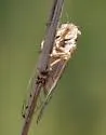 Beameria wheeleri - photo 2