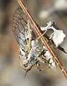 Beameria wheeleri - photo 4