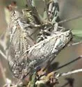 Beameria wheeleri - photo 5