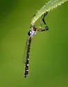 White-sided Pixie