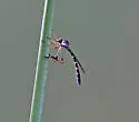 White-sided Pixie - photo 2