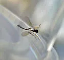 Variable Pixie - photo 2