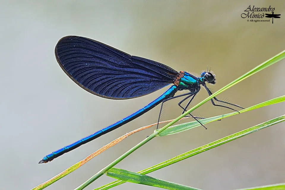 Beautiful Demoiselle - photo 3