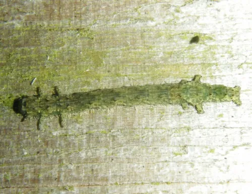 Beautiful Hook-tip - photo 6