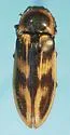 Beckerus appressus