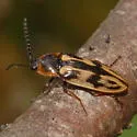 Beckerus appressus - photo 2