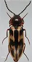 Beckerus appressus - photo 3