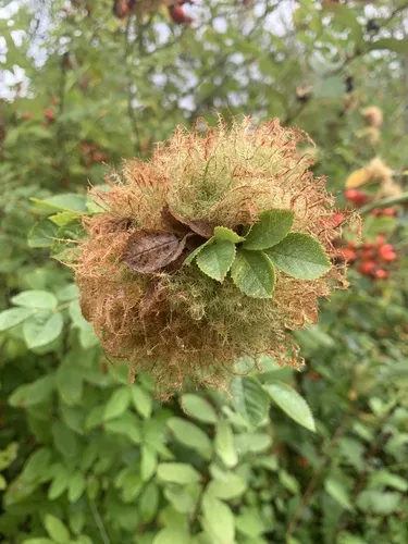 Bedeguar Gall Wasp