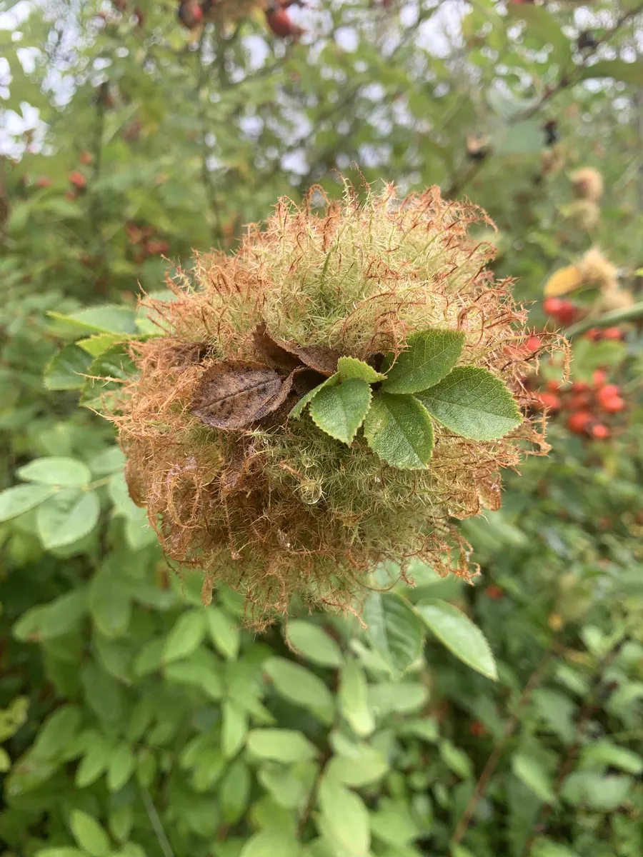 Bedeguar Gall Wasp - photo 3